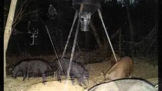 Trail cam Bowhunt- Russell Outdoor Guides