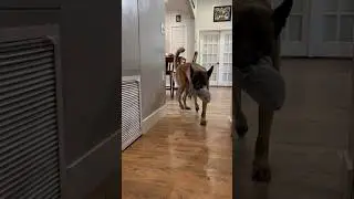 Dog Helps Change Trash Bag #dog #smartdog #doglife