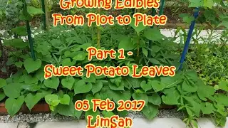 Singapore LimSan: Growing Edibles From Plot to Plate Part 1 - Sweet Potato Leaves
