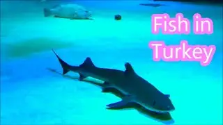 Sharks. Skates. Fishes. Turkey. Antalya. Animals in Different Worlds