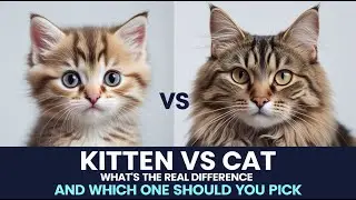 Kitten vs Cat What&rsquo;s the Real Difference and Which One Should You Pick