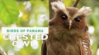 Crested Owl: Nocturnal Bird with Bold Brows, Quiet Ways of This Central&ndash;South American Owl