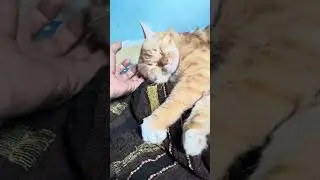 Кошки снова становятся вирусными #шорты #короткие