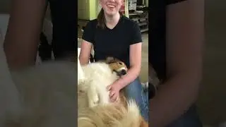 Dogs are pretty special