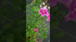 Tecoma Pink Plant💓 # Trumpet Vine Plant #shorts #garden #nursery #plants #home