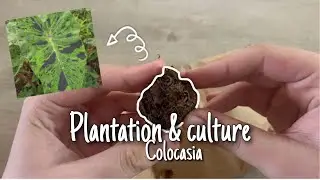 Plantation & culture du colocasia 🪴🌿