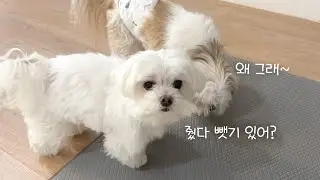 뻥튀기를 대하는 두 강아지의 자세