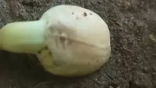PEANUT PLANT