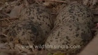 Titeeri ke ande! Red Wattled Lapwing eggs camouflaged on the ground - see the four speckled eggs?