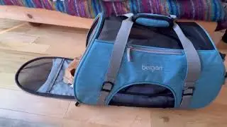 Coastal Pet   Bergan   Comfort Carrier Review