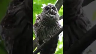 Young Barred Owl learning to call. #shorts #Owl #OwlS