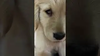 Cute puppy with third eyelid issue.     #shortfeed #pet #dog #youtubeshorts #animals #goldenretriver