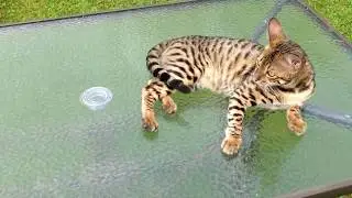 Panthy - F3 Savannah Cat playing on table