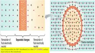 Resting membrane potential Nerve Electrical activity 1