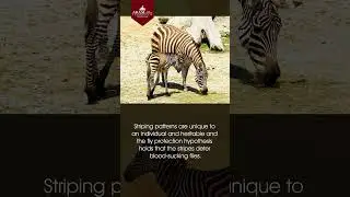 INTERNATIONAL ZEBRA DAY (Protect and preserve Zebra species)