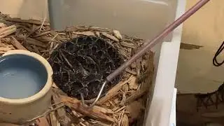 Malayan Pit Viper Venom Extractions