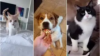 Amusing pets compilations 🐈🐾 #funny_pets #funny