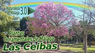 Plantas Ornamentales de Málaga - Ceiba speciosa, Ceiba chodatii y Ceiba pubiflora