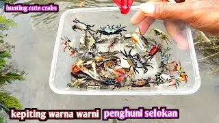 MENCARI KEPITING WARNA WARNI PENGHUNI SELOKAN ひろりる