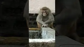 Monkey comedy scene with Laser light