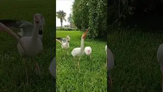 Birds of Florida