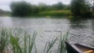 Mink on the River Nene