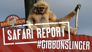 SAFARI REPORT | #33 GIBBONSLINGER
