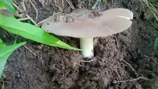 Berburu Jamur barat sawah ❗ dan langsung di olah di sawah pas lagi hujan derass