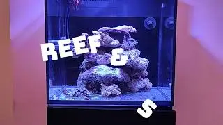 Création d'un aquarium récifal nano partie 2, 1 mois après, ajout de sable, teste et forme de vie.