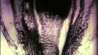 Life Cycle of Moss, 1940's - Film 7803