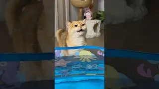 Nika wanted to swim in the pool like me&hellip; #cat #cats