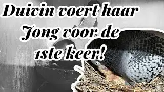 Duivin voert haar jong voor de 1ste keer! | Eerst jongen geboren | Postduiven |