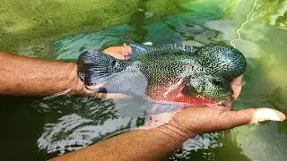 limpieza del estanque de los peces flower horn