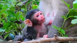 😍 Newborn Baby Monkey Cries for Mom – Heartwarming Scene!  | Tree Monkeys EP3