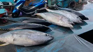 Live 04 Nov 24‼️🔥Activity of cutting tuna and various types of fresh fish at the Sorong fish market