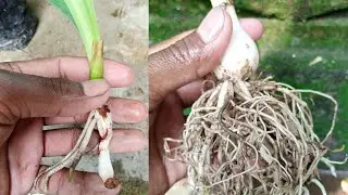 How to grow pregnant onion plant (Albuca Bracteata) Time Lapse