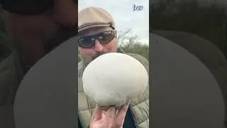 Rzeczywiście olbrzymia ta Czasznica Olbrzymia!🤯🍄&zwj;🟫Kto jadł? I jak ją przyrządzacie? #grzyby #pole