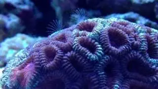 Brain coral (favia sp)