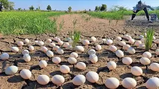 Wow Wow amazing During the harvest season, a farmer picked a lot of duck eggs from the fields.