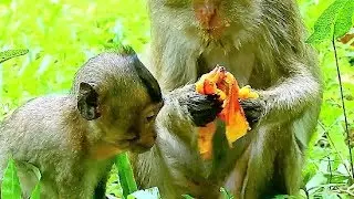 Skinny Mom Amari Stay Close Baby Lori |  Poor Baby Lori Much Hungry & More Activity.