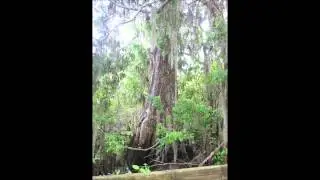 900 YEAR OLD CYPRESS TREE