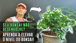 O que fazer quando o Bonsai NÃO ESTÁ EVOLUINDO? (Está indo mal)