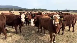 Red angus and Red Baldie Bred Heifers