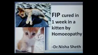 FIP (infectious peritonitis) cured in a week by Homoeopathy-Dr. Nisha Sheth