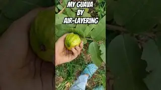 First Fruit by Air layering #fruit #fruitpicking #iitbombay #garden #asmr #bloom #grafting