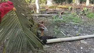 Jenis ayam menentukan hasil rawatan full umbaran ternak di kampung pinggir hutan