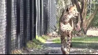 Cheetahs breeding at White Oak Conservation
