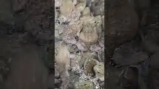 HUGE Live Frogs at the Asian Market
