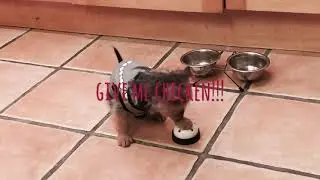 Smart Yorkie and Jack Russell mix