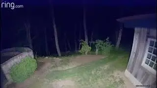 Coyote in backyard screams like woman